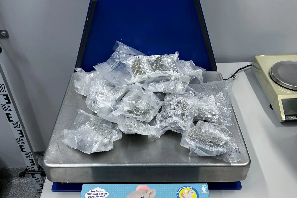 Zürich – Diensthunde entdecken Marihuana in Geschenkpaket