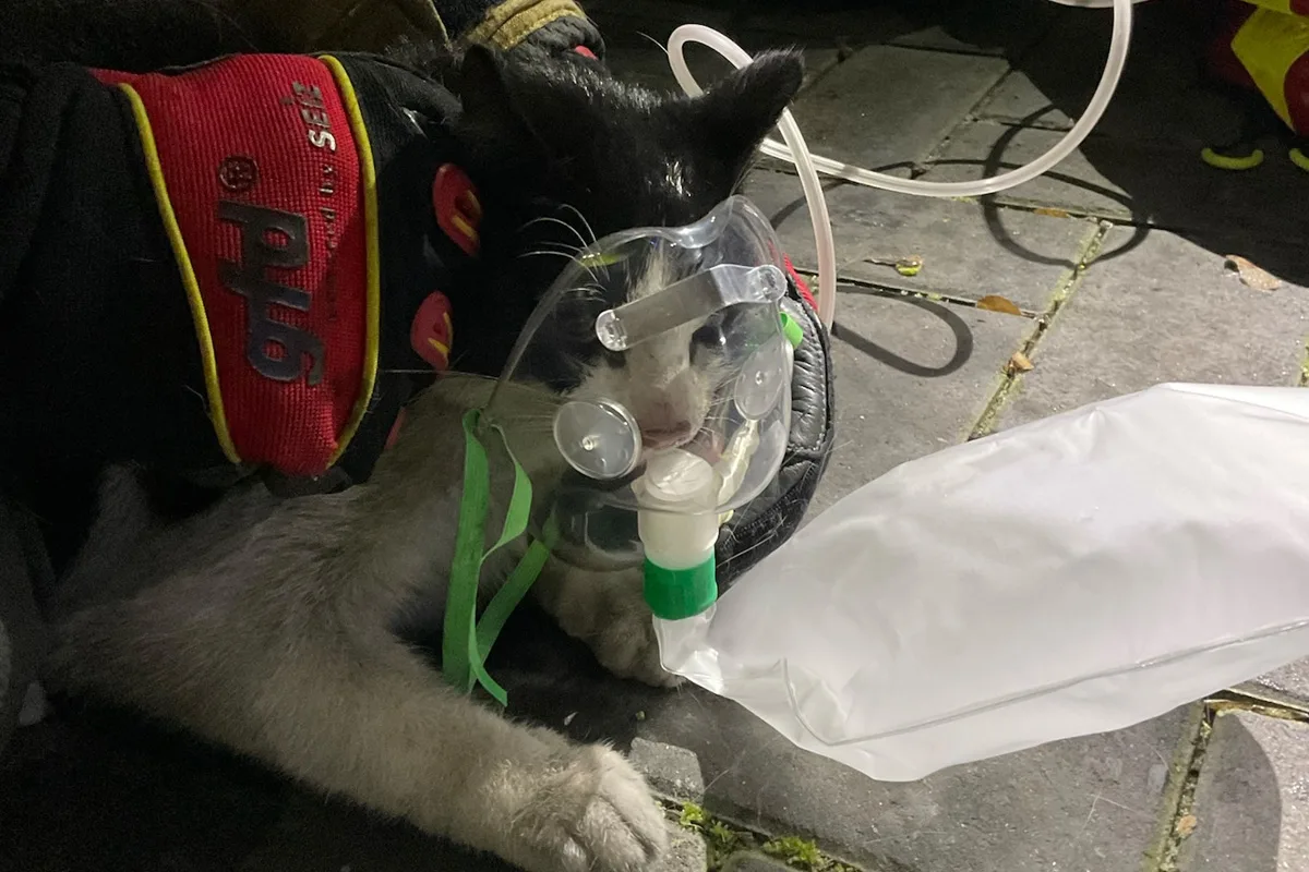 Alpen – Katze bei Brand von Keller gerettet