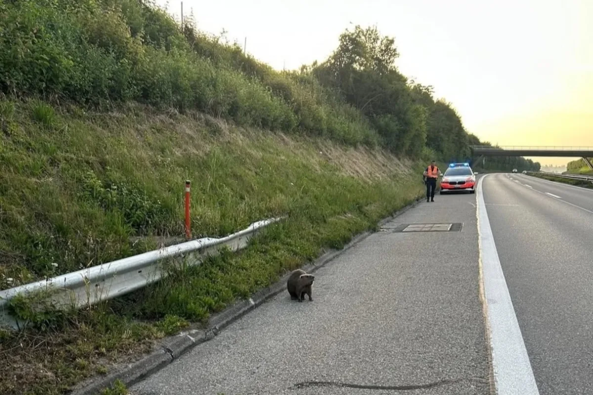 Tierische Einsätze im Jahresrückblick