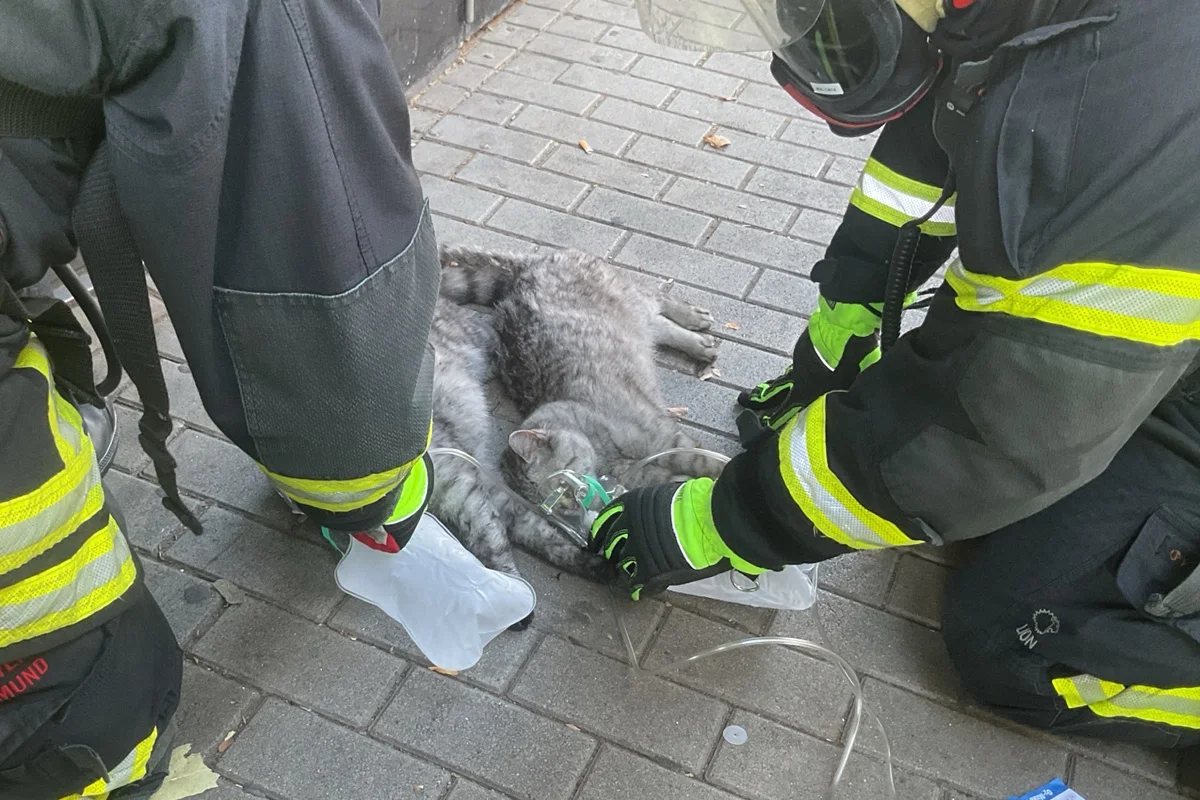 Tierische Rettungen von Feuerwehr und Polizei 2025 – Teil 3