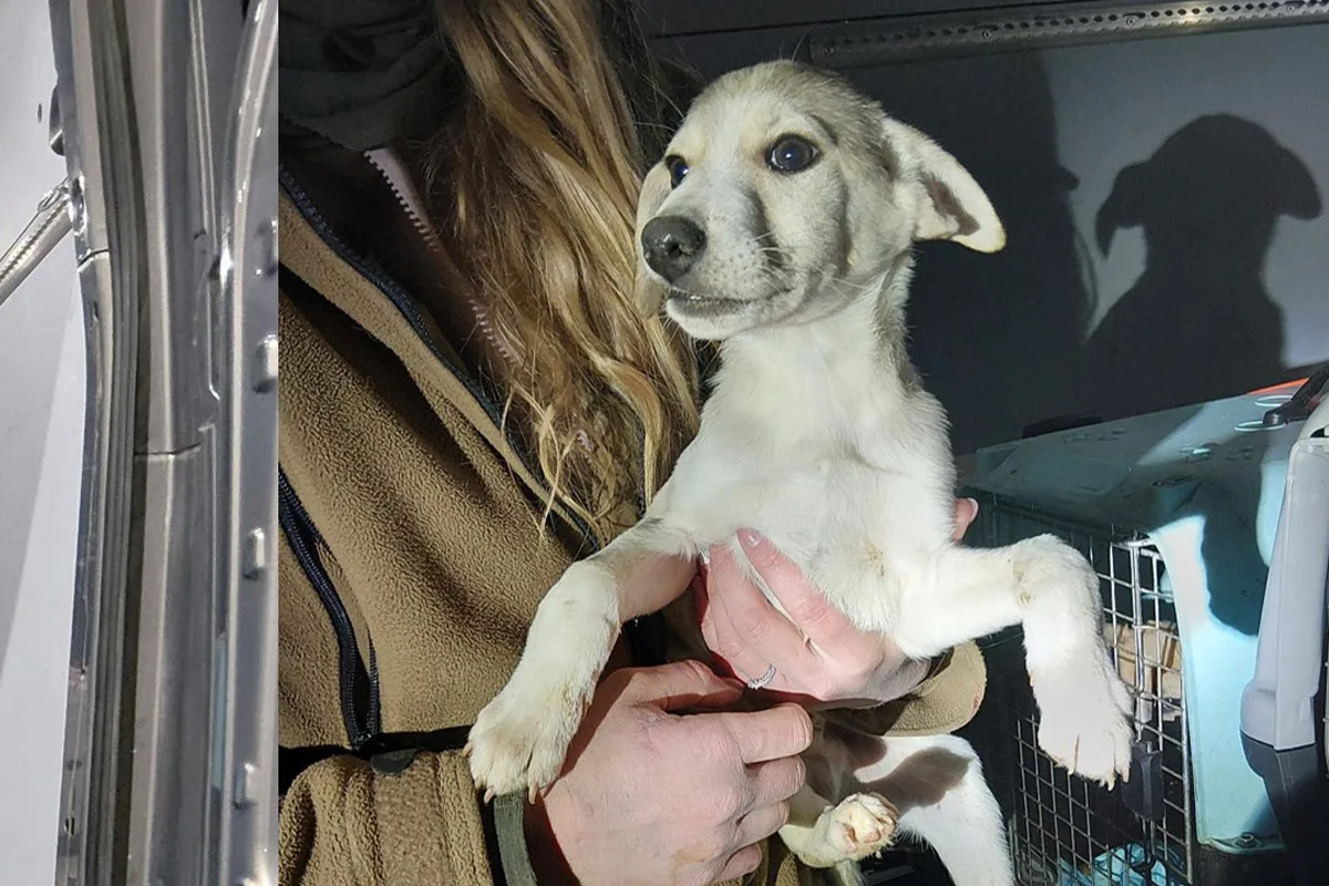 Bärnau – Mutmaßlich illegaler Tiertransport an Grenze entdeckt