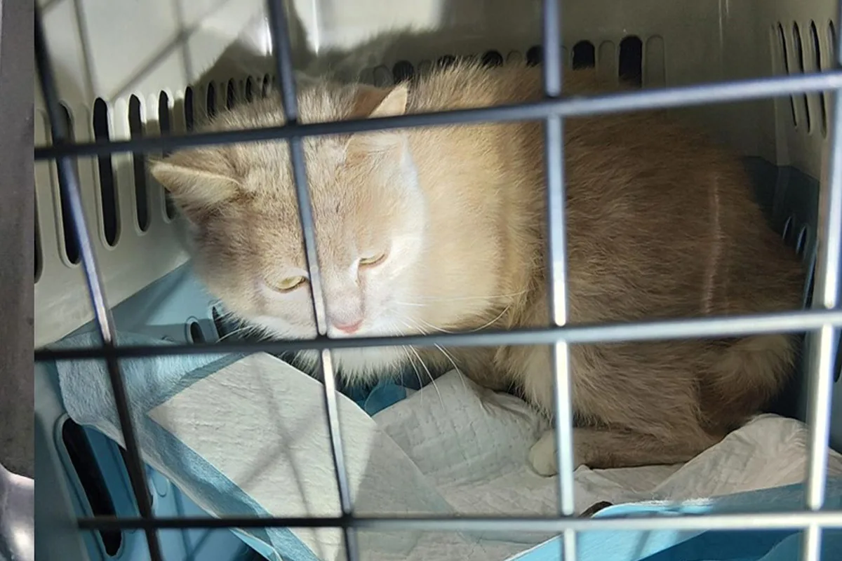 Bärnau – Mutmaßlich illegaler Tiertransport an Grenze entdeckt