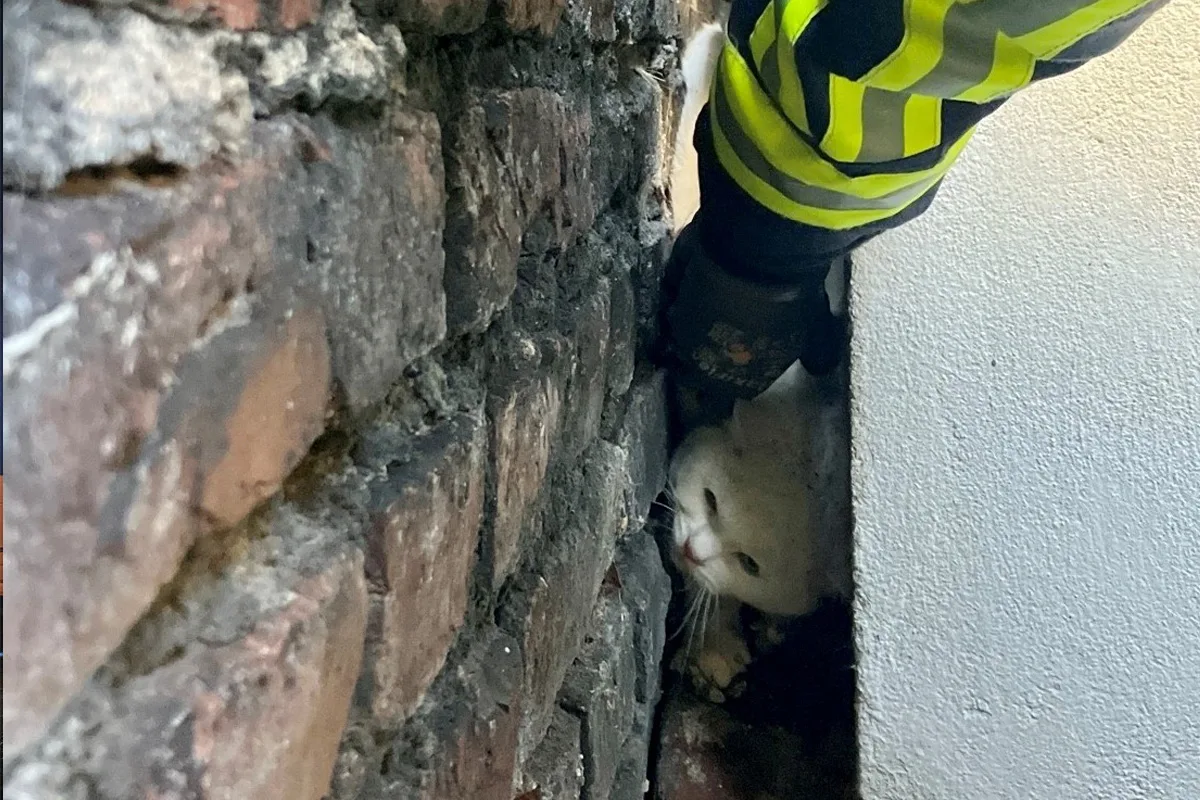 Bochum – Feuerwehr befreit junge Katze aus Notlage