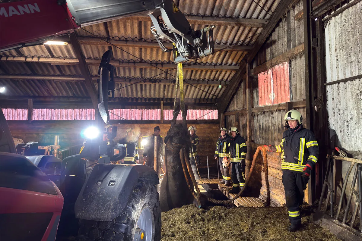 Aurich – Feuerwehr rettet zwei Kühe aus Güllegrube