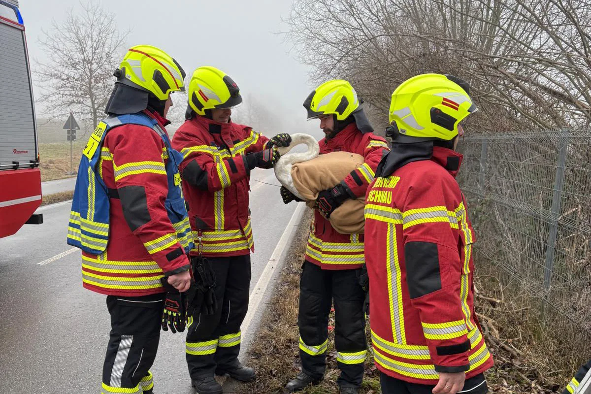 Reichenau – Feuerwehr rettet verletzten Schwan von Bahngleis