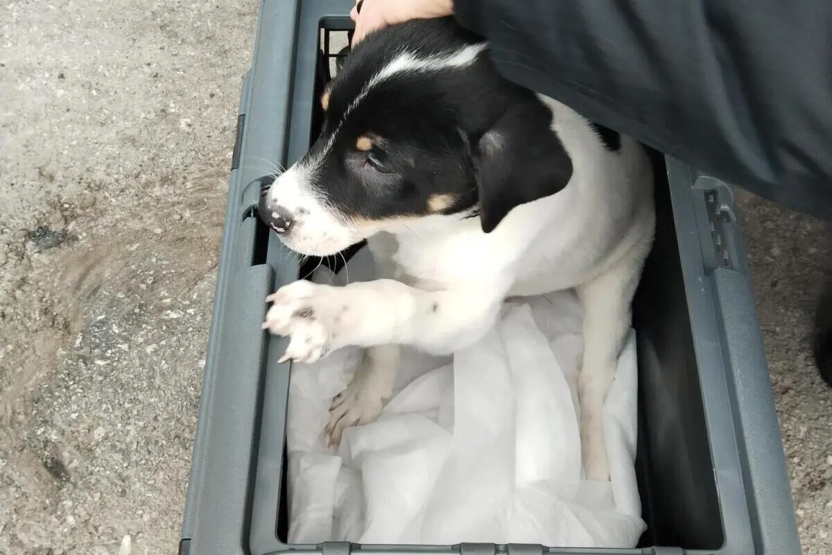Bezirk St. Pölten – Polizei rettet Hund aus lebensgefährlicher Lage