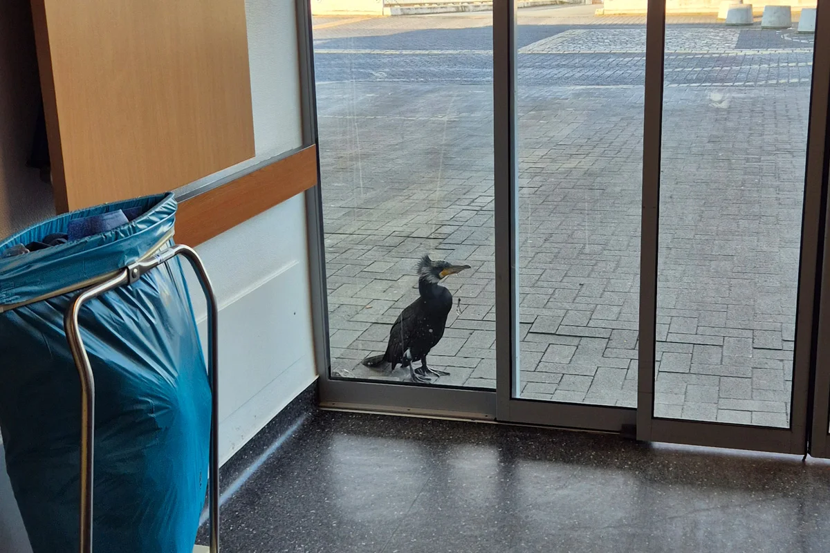 Bremen – Feuerwehr befreit Kormoran von Angelhaken