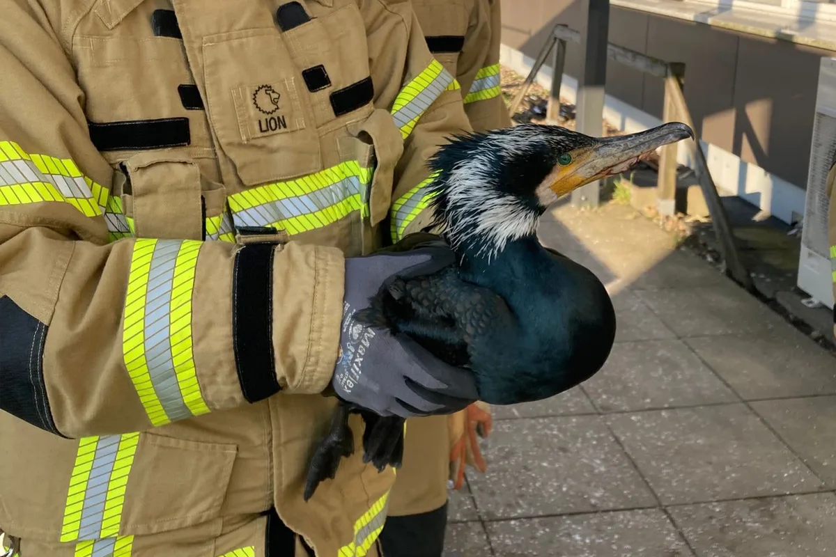 Bremen – Feuerwehr befreit Kormoran von Angelhaken