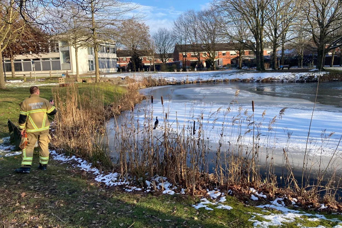 Bremen – Feuerwehr befreit Kormoran von Angelhaken