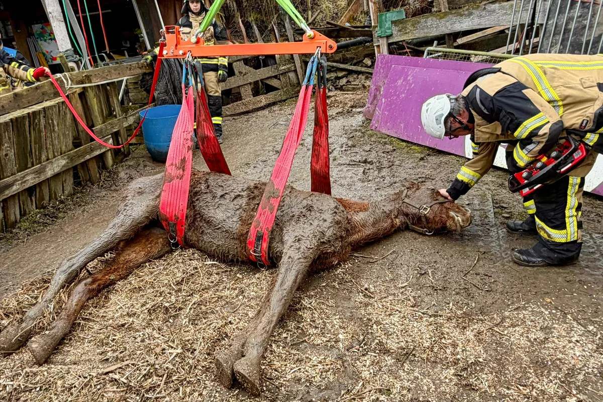 Essen – Gestürztes Pferd verstirbt trotz Tierrettung