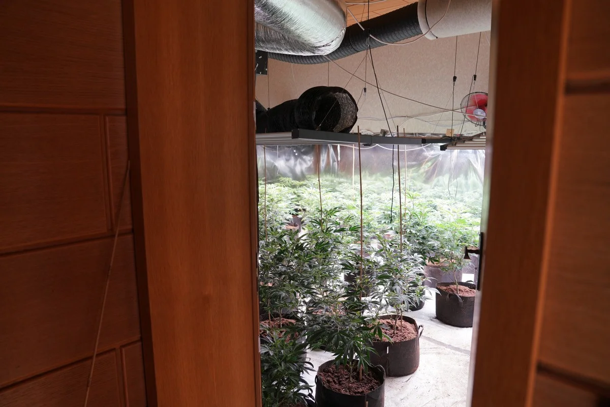 Gelsenkirchen – Cannabisplantage über Café entdeckt