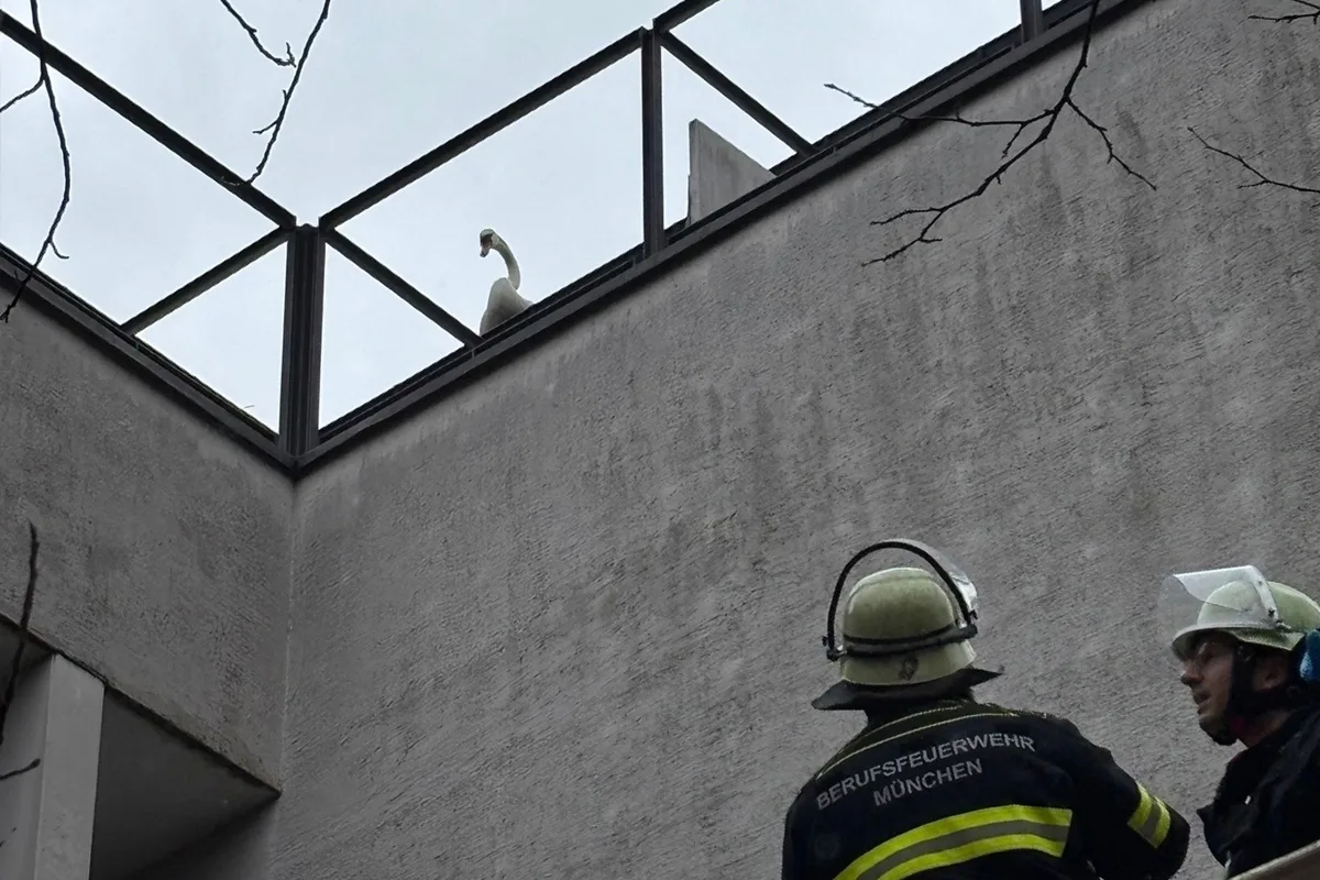 München – Feuerwehr rettet Schwan von Hausdach