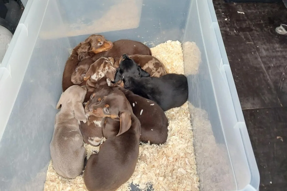 Podrosche – Hundewelpen bei Grenzkontrolle entdeckt