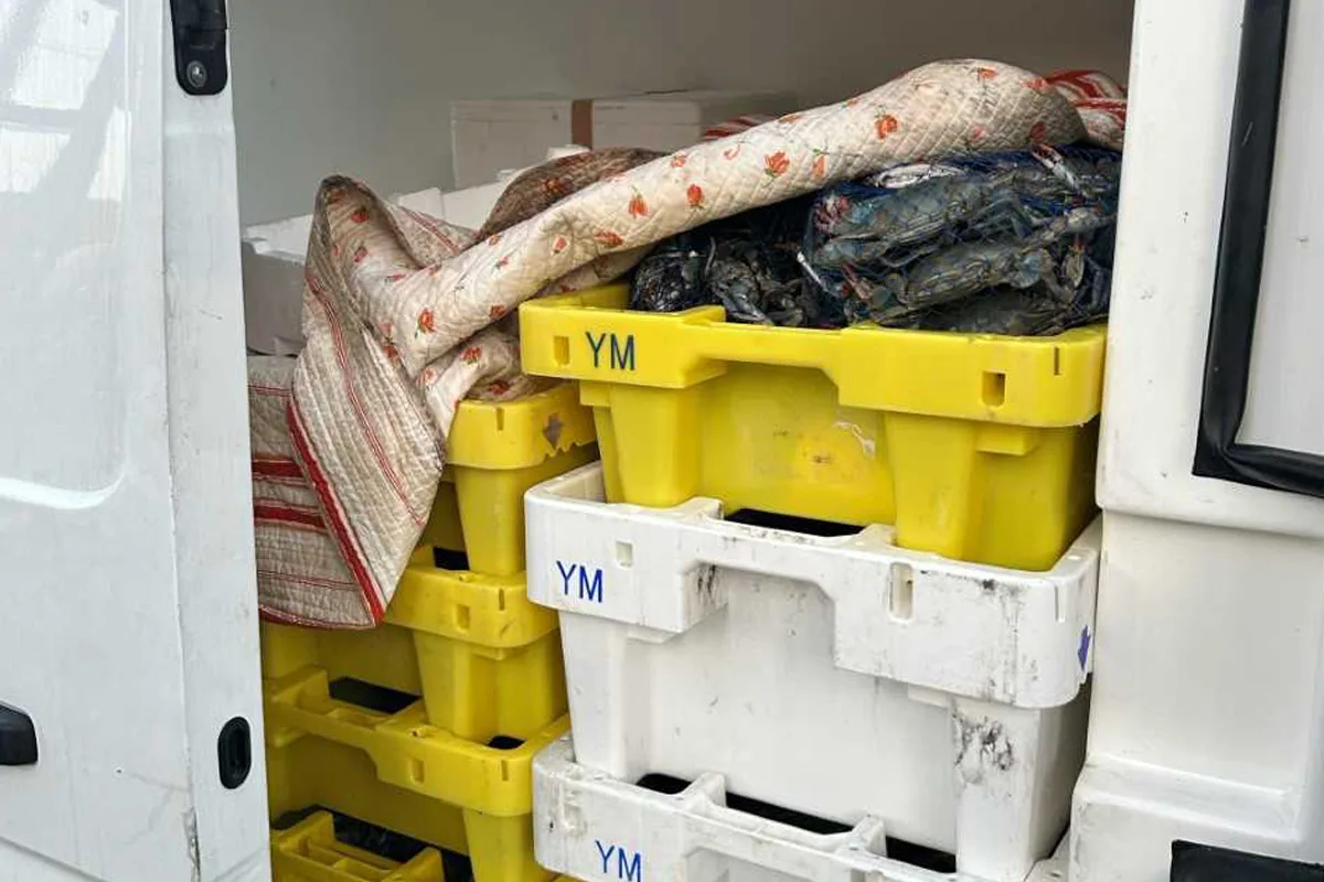 Rodgau – Transport von über 700 Kilogramm Krebstieren gestoppt