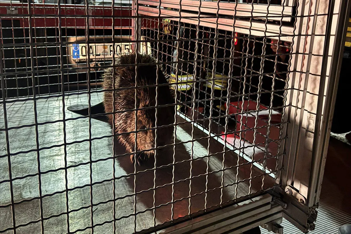 Obergünzburg – Feuerwehr rettet Biber von Straße
