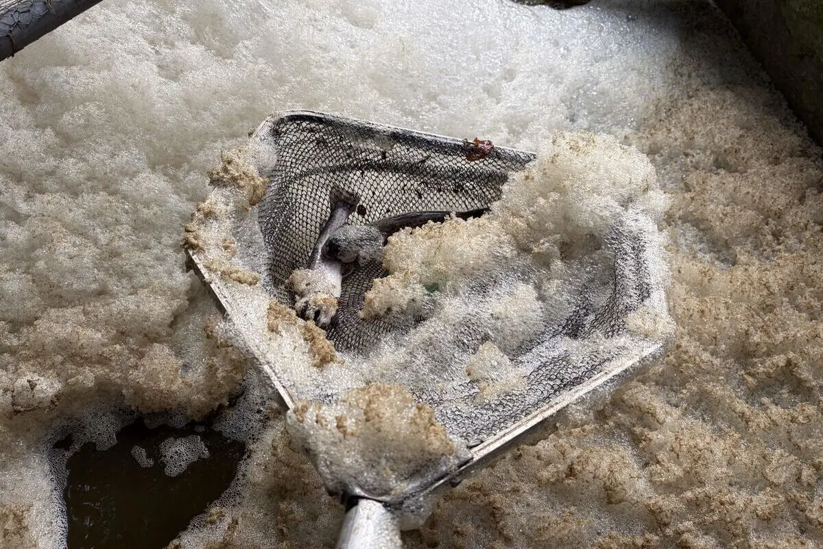 Altendorf SZ – Gewässerverschmutzung löst Fischsterben aus
