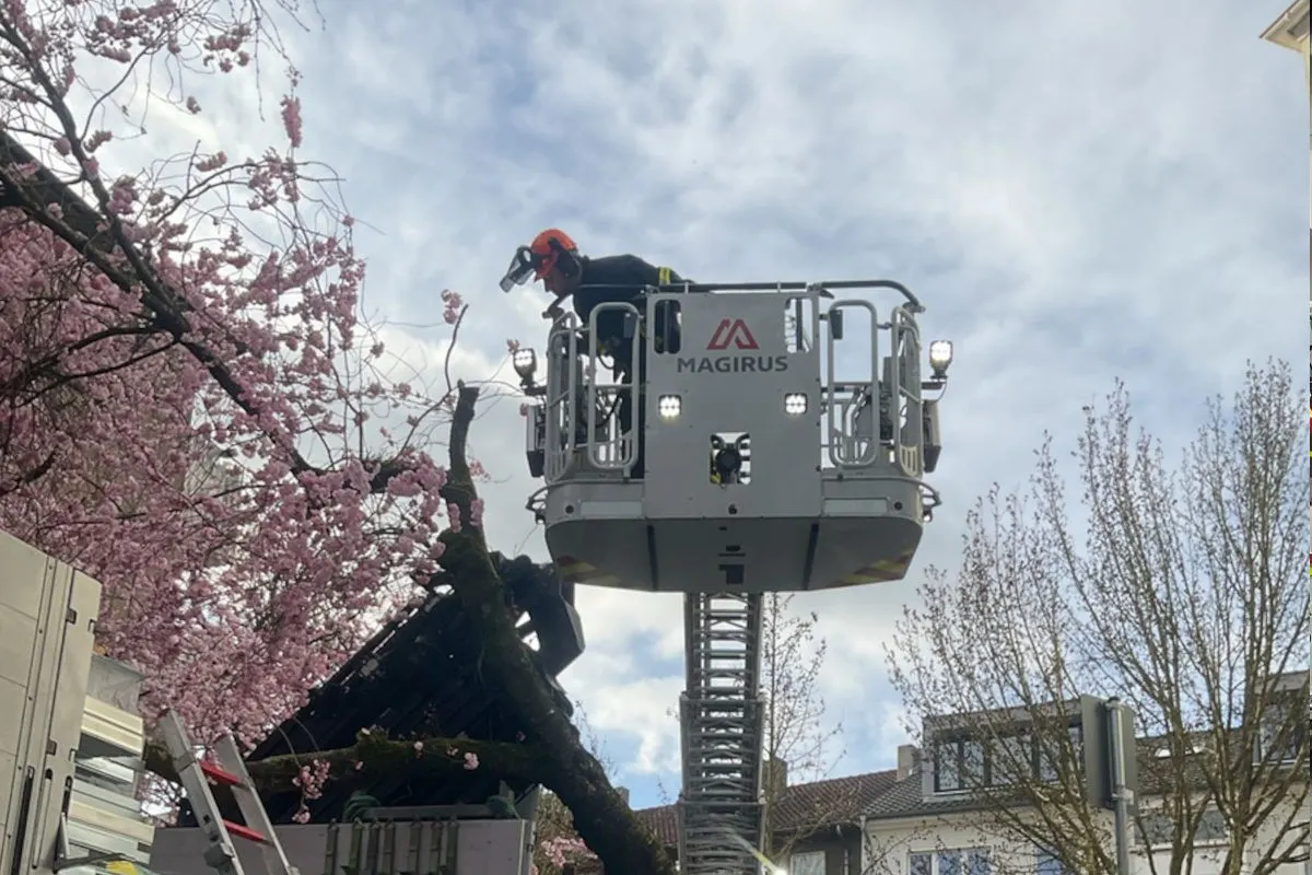 Dortmund – Lkw bleibt hängen und entwurzelt Kirschbaum