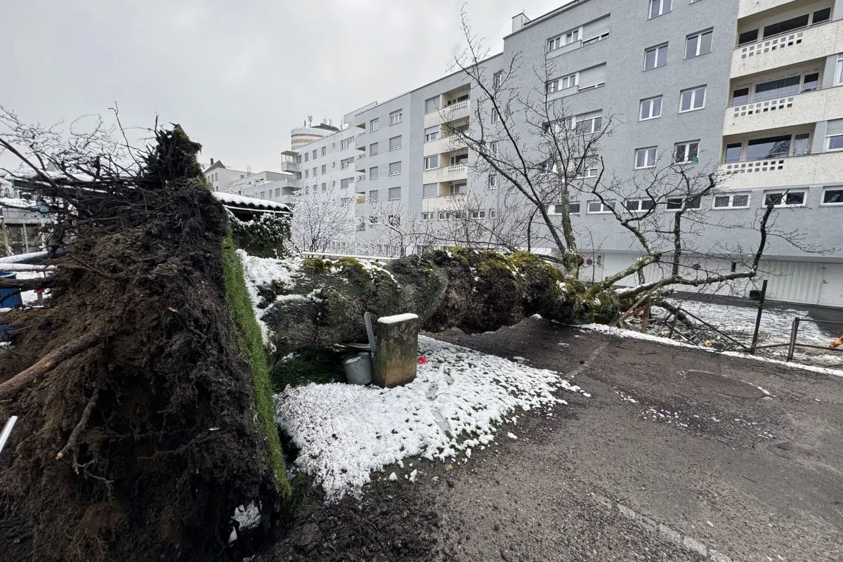 St. Gallen – Baum stürzt um und verursacht Schäden