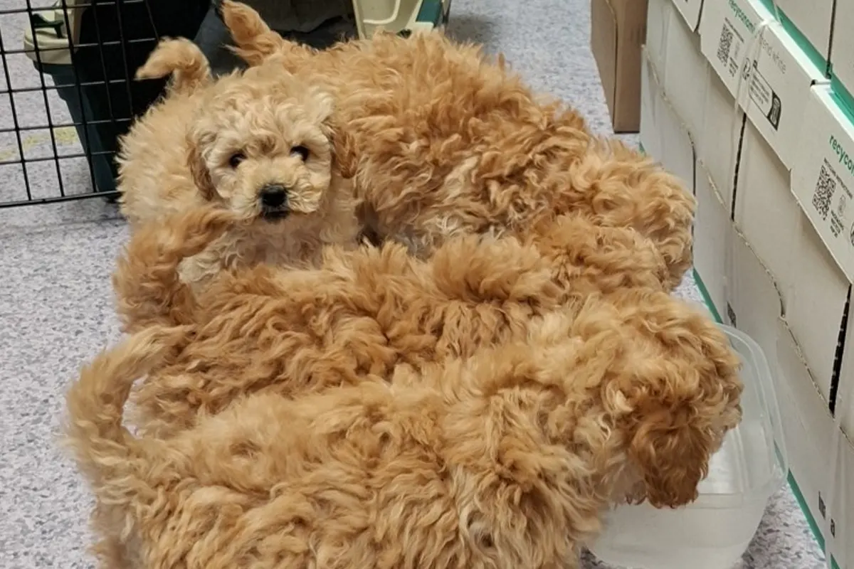 Altötting – Zoll entdeckt Hundewelpen ohne Papiere bei Kontrolle