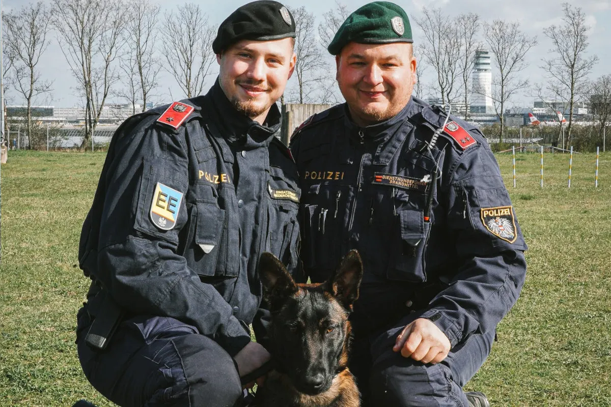 Niederösterreich – Junge Polizeihunde starten in die Ausbildung