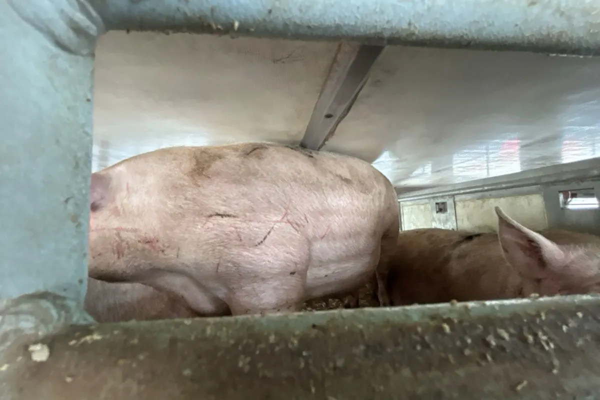 Sinabelkirchen – Ausbildung zu Tierschutzkontrollen im Verkehr