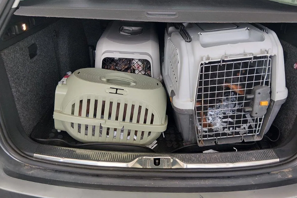 Breitenau – Bundespolizei stoppt Transport mit acht Hunden