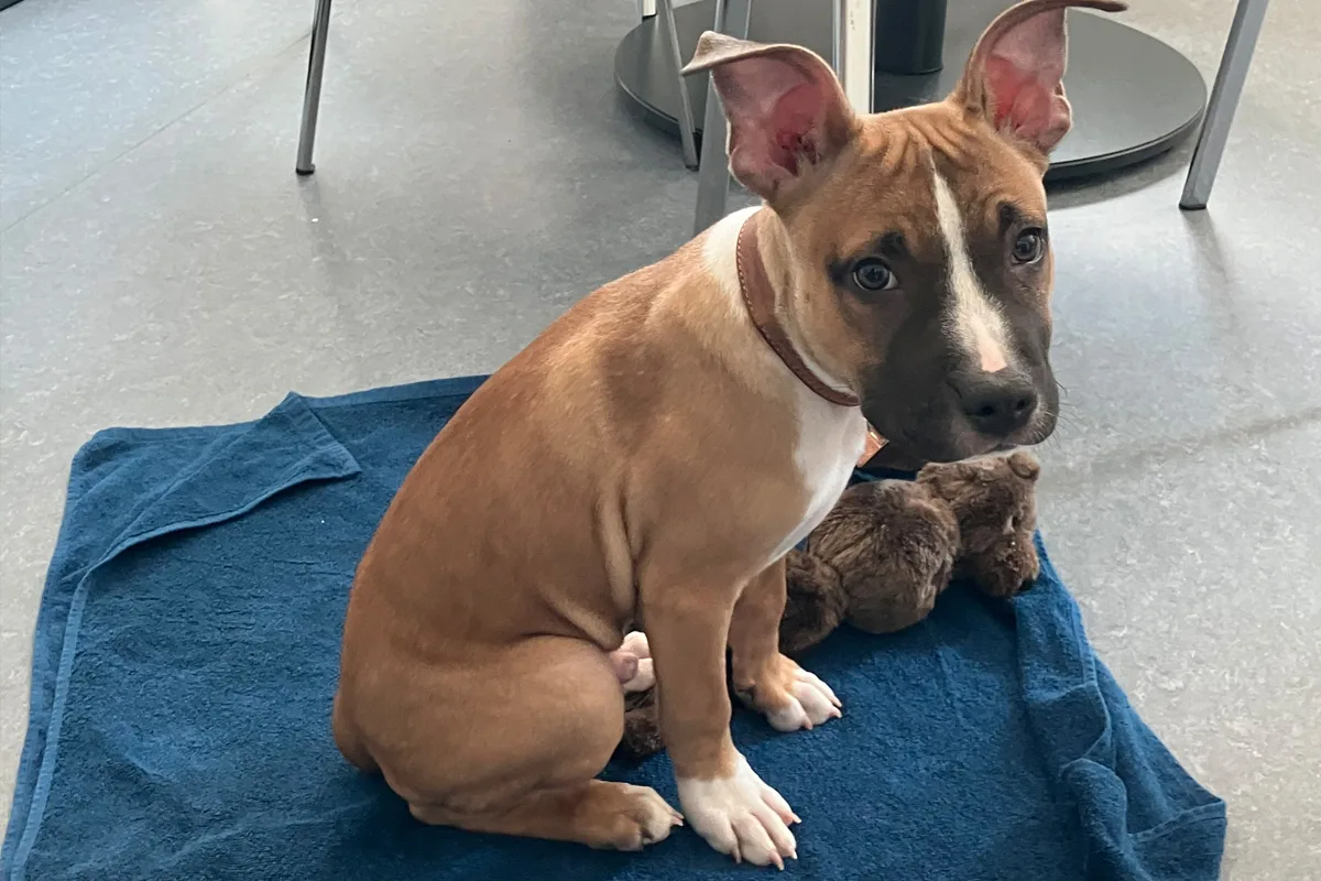 Nieder-Olm – Hundewelpe ausgesetzt gefunden