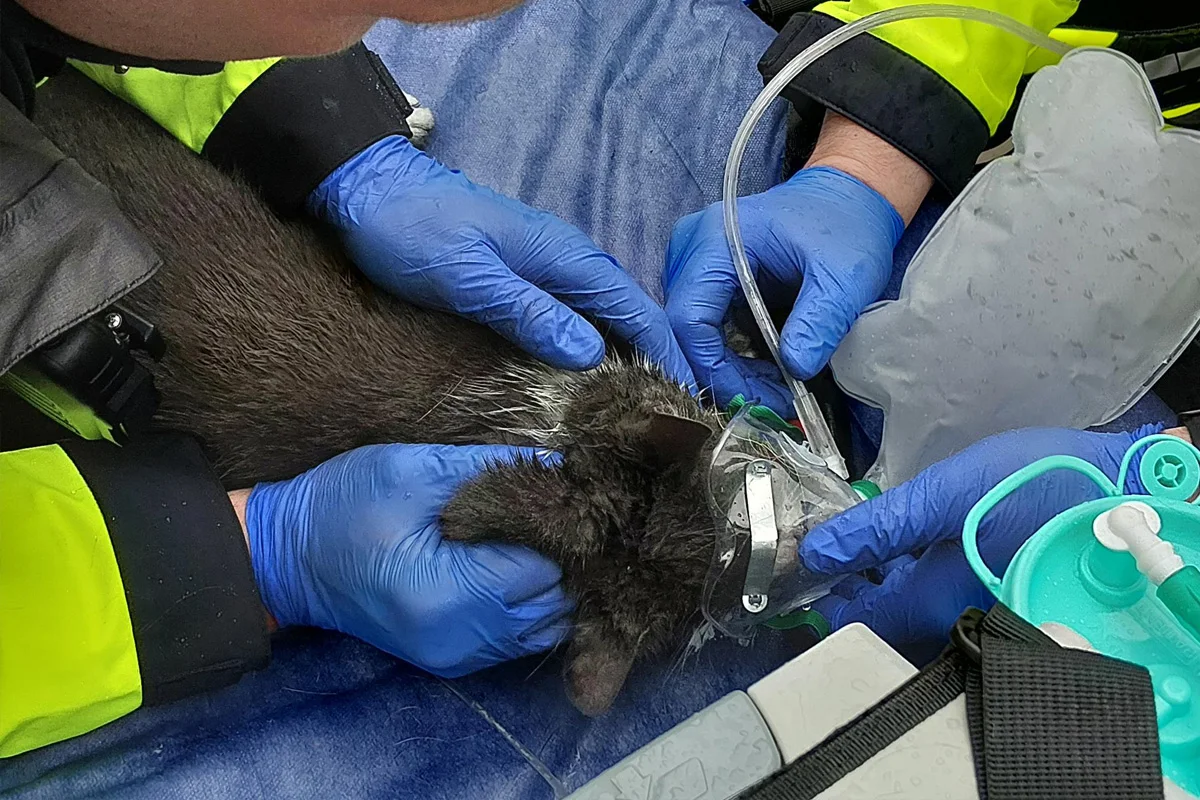 Hannover – Verletzte Katze nach Balkonbrand gerettet