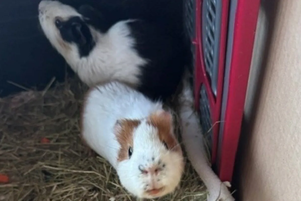 Norderstedt SH – Zwei Meerschweinchen ausgesetzt