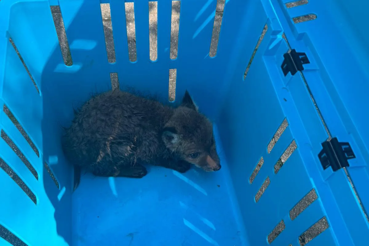Stuttgart – Fuchs aus Abwasserkanal gerettet – Weiteres Tier tot