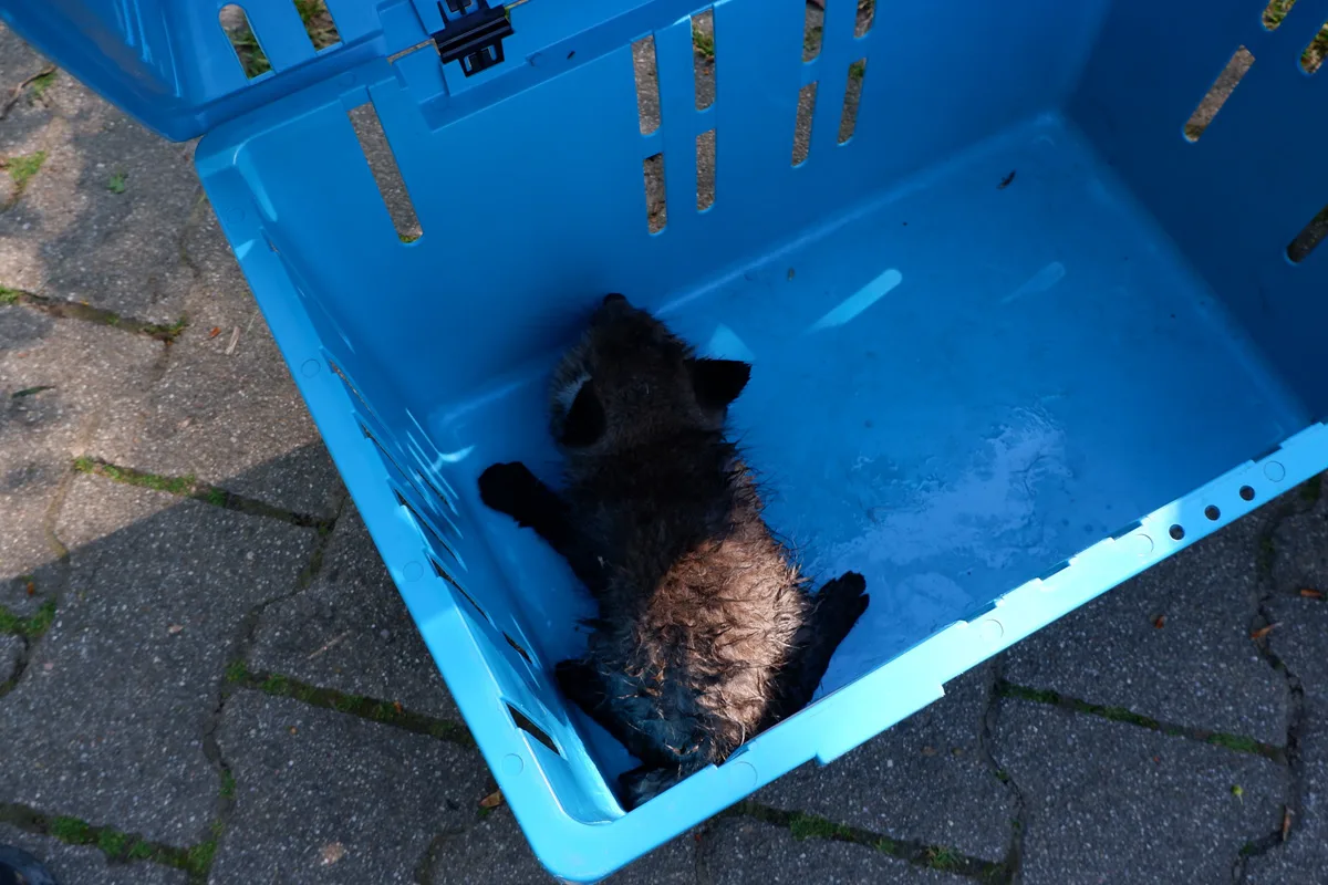 Stuttgart – Fuchs aus Abwasserkanal gerettet – Weiteres Tier tot