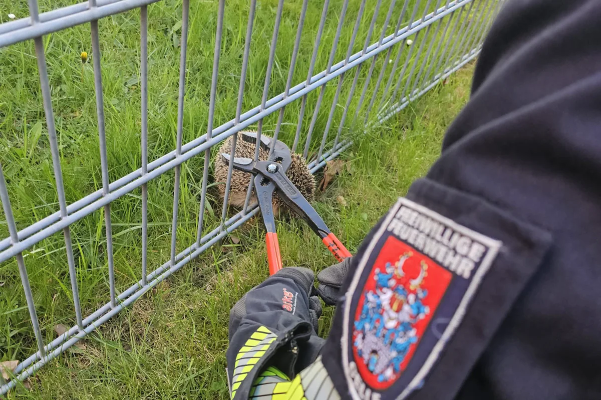Celle – Feuerwehr befreit Igel aus Zaun