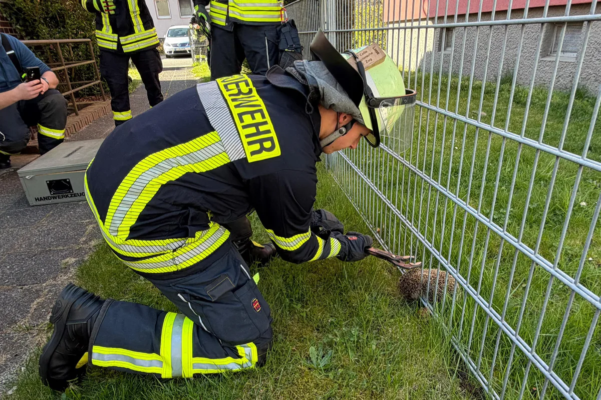 Celle – Feuerwehr befreit Igel aus Zaun