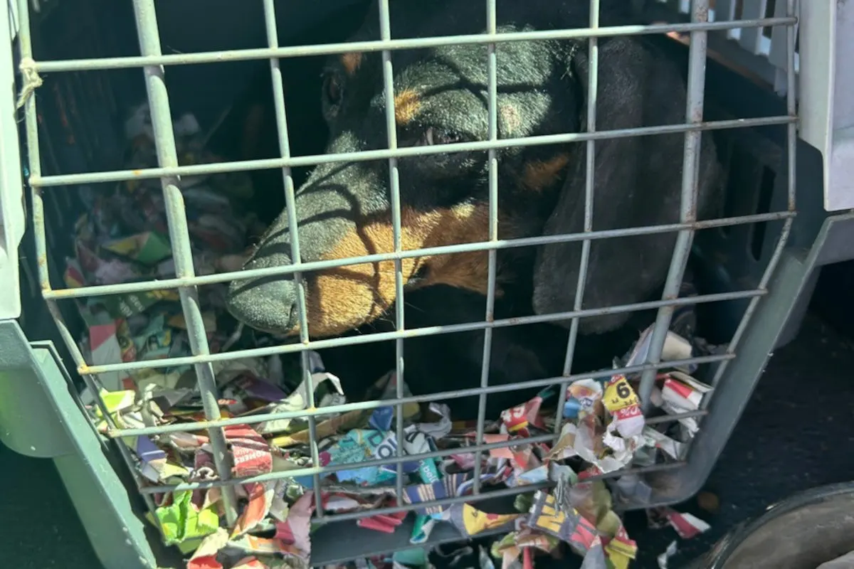 Ein schwarz-brauner Hund sitzt in einer Transportbox hinter Metallgitterstäben. Im Inneren liegen bunte Zeitungsfetzen.