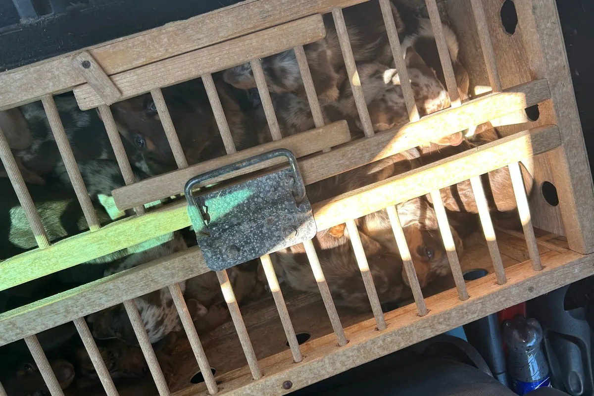 Einige Welpen sind in einer Holzkiste eingeschlossen, deren Gitter Lichteinfall durchlässt. Die Umgebung ist dunkel und es sind keine weiteren Details zu erkennen.