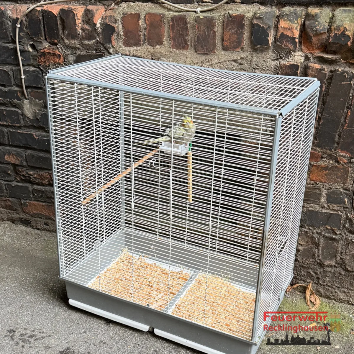 Ein weißer Vogelkäfig mit einem kleinen, sitzenden Vogel darin steht vor einer dunklen Backsteinmauer. Der Boden des Käfigs ist mit Einstreu bedeckt.