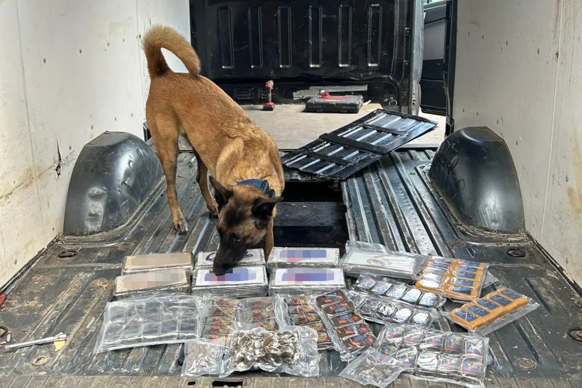 Ein Spürhund schnüffelt an mehreren, in Plastik verpackten Paketen, die auf dem Boden eines Transporters liegen. Der Hund scheint etwas zu suchen oder zu inspizieren.