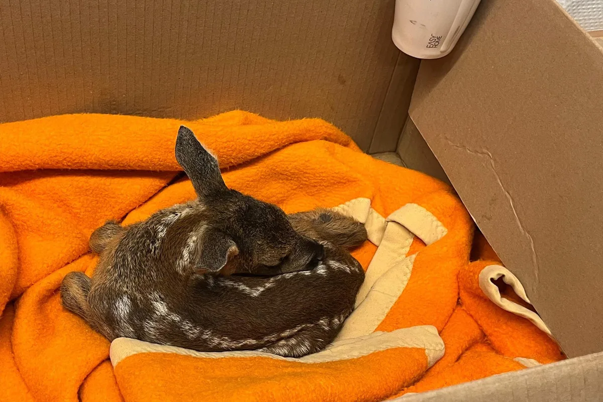 Ein kleines Rehkitz liegt zusammengerollt in einer Pappkiste, gebettet auf einer hellorangefarbenen Decke.