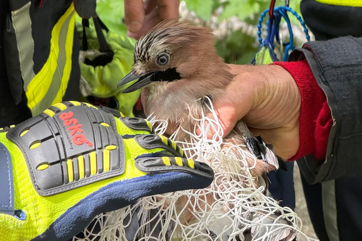 Ein Vogel wird von einer Person, die Handschuhe trägt, aus einem Netz befreit. Der Vogel wirkt ruhig, während er gehalten wird.