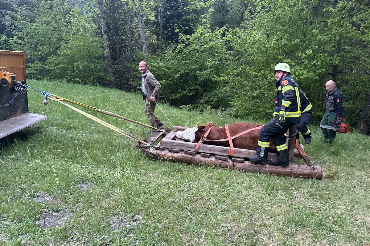 Ein Feuerwehrmann und zwei Helfer ziehen eine liegende Kuh auf einem Holzschlitten über eine grüne Wiese in einem bewaldeten Gebiet.