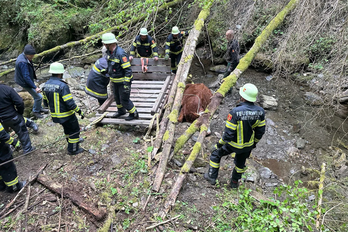 Mehrere Feuerwehrleute in Schutzkleidung sind dabei, eine Kuh aus einem kleinen Bachlauf im Wald zu bergen. Das Tier liegt auf einer improvisierten Holzplattform.