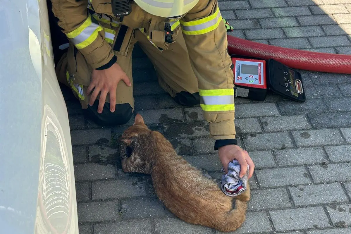Ein Feuerwehrmann mit Ausrüstung kümmert sich auf einem Gehweg um eine nasse Katze, die auf dem Boden liegt. Neben ihm liegt ein Rettungskoffer.
