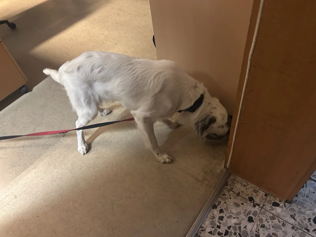 Ein weißer Hund mit Flecken trinkt aus einem Napf auf dem Boden eines Innenraumes. Der Raum hat helle Wände und einen mix aus Fliesen- und Linoleumboden.