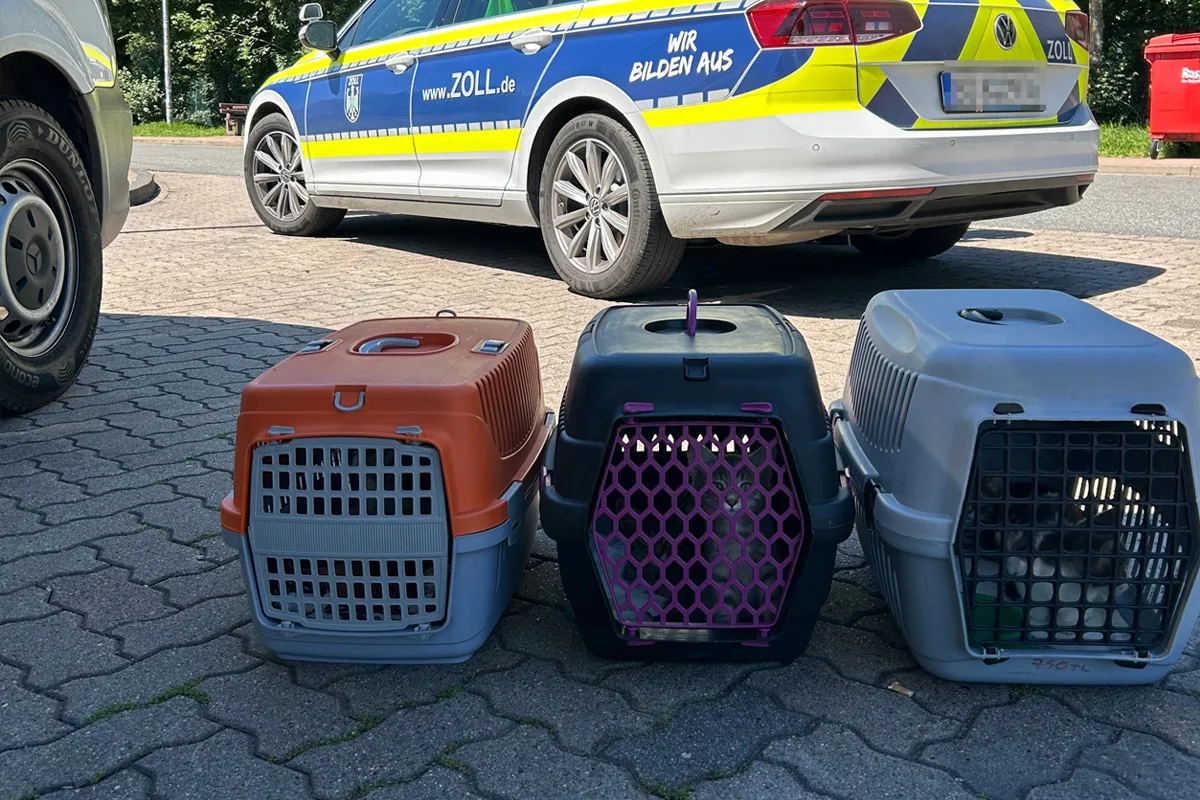 Drei Tiertransportboxen stehen auf dem Boden vor einem geparkten, beschrifteten Fahrzeug des Zolls.