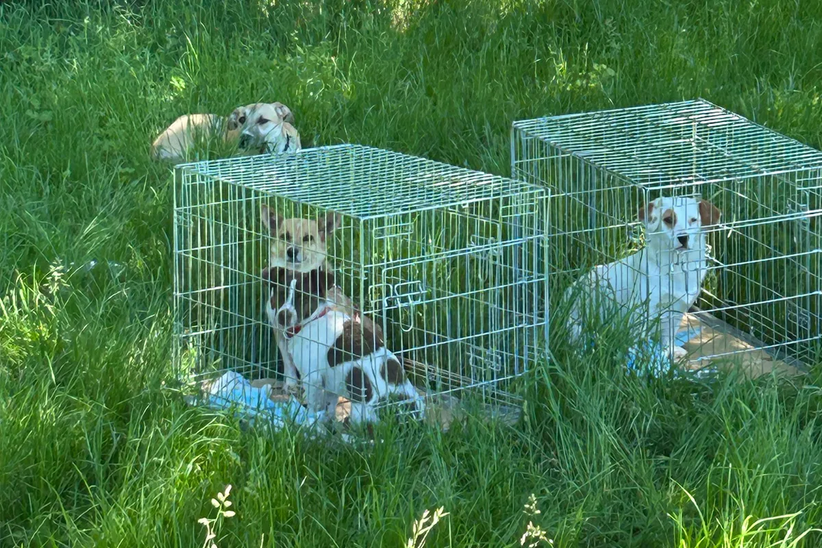 Drei Hunde sind in zwei Käfigen auf einer grünen Wiese eingesperrt, während ein vierter Hund daneben liegt.