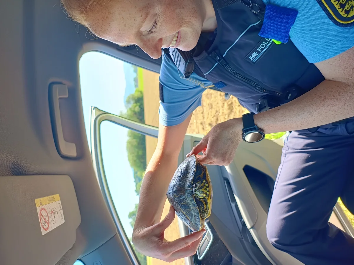 Eine Polizistin in Uniform hält eine Schildkröte innerhalb eines geöffneten Autos. Im Hintergrund sind Felder zu sehen.