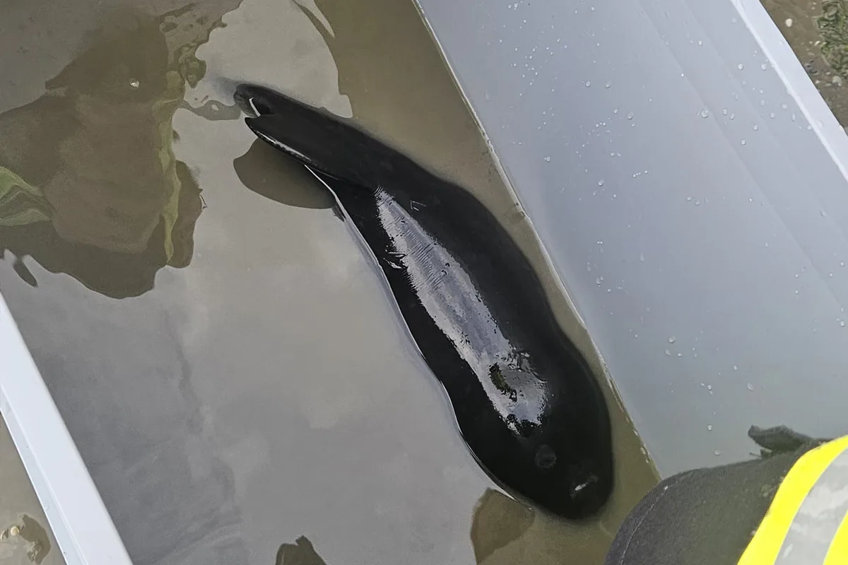 Ein langer, schwarzer Aal liegt in einem rechteckigen, mit Wasser gefüllten Behälter. Ein Teil einer reflektierenden Jacke ist sichtbar.