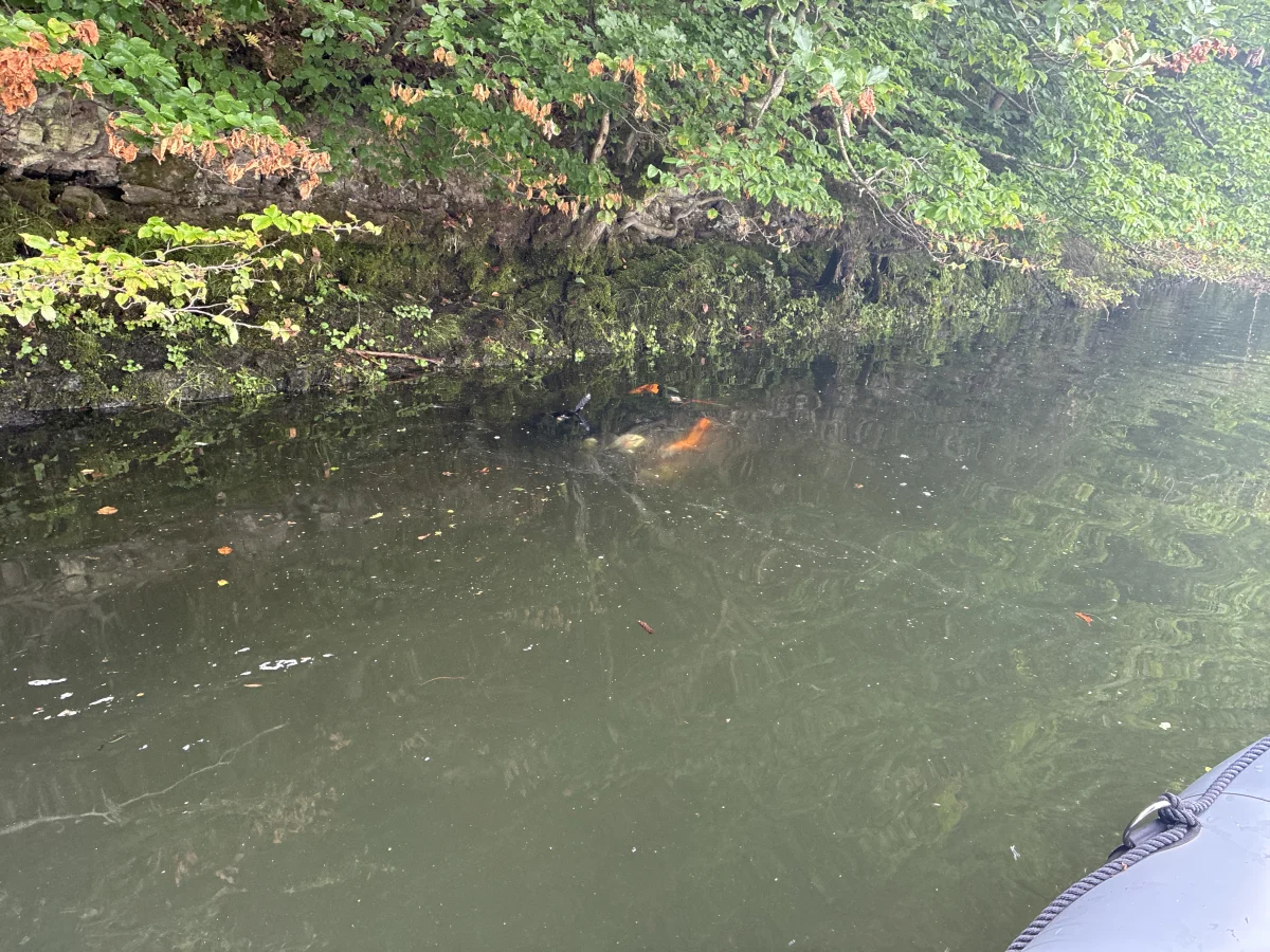 Ein tauchendes Autowrack ist unter der Wasseroberfläche zu erkennen, das grüne Ufer ist im Hintergrund sichtbar.