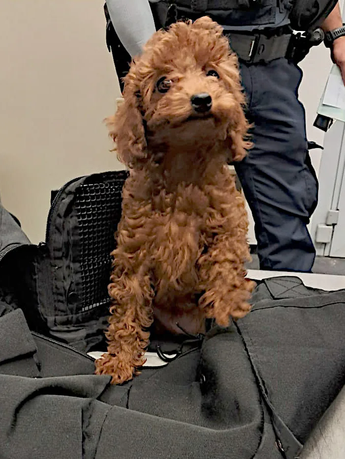 Ein kleiner brauner Hund sitzt auf einer dunklen Polizeiuniform; im Hintergrund ist ein Polizist erkennbar.