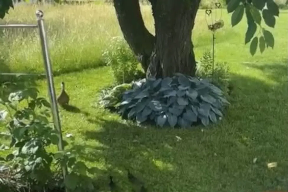 Ein großer Baum steht in einem gepflegten Garten mit einem Ring aus dekorativen Pflanzen an der Basis. Der Rasen ist gut gepflegt und die Sonne scheint.